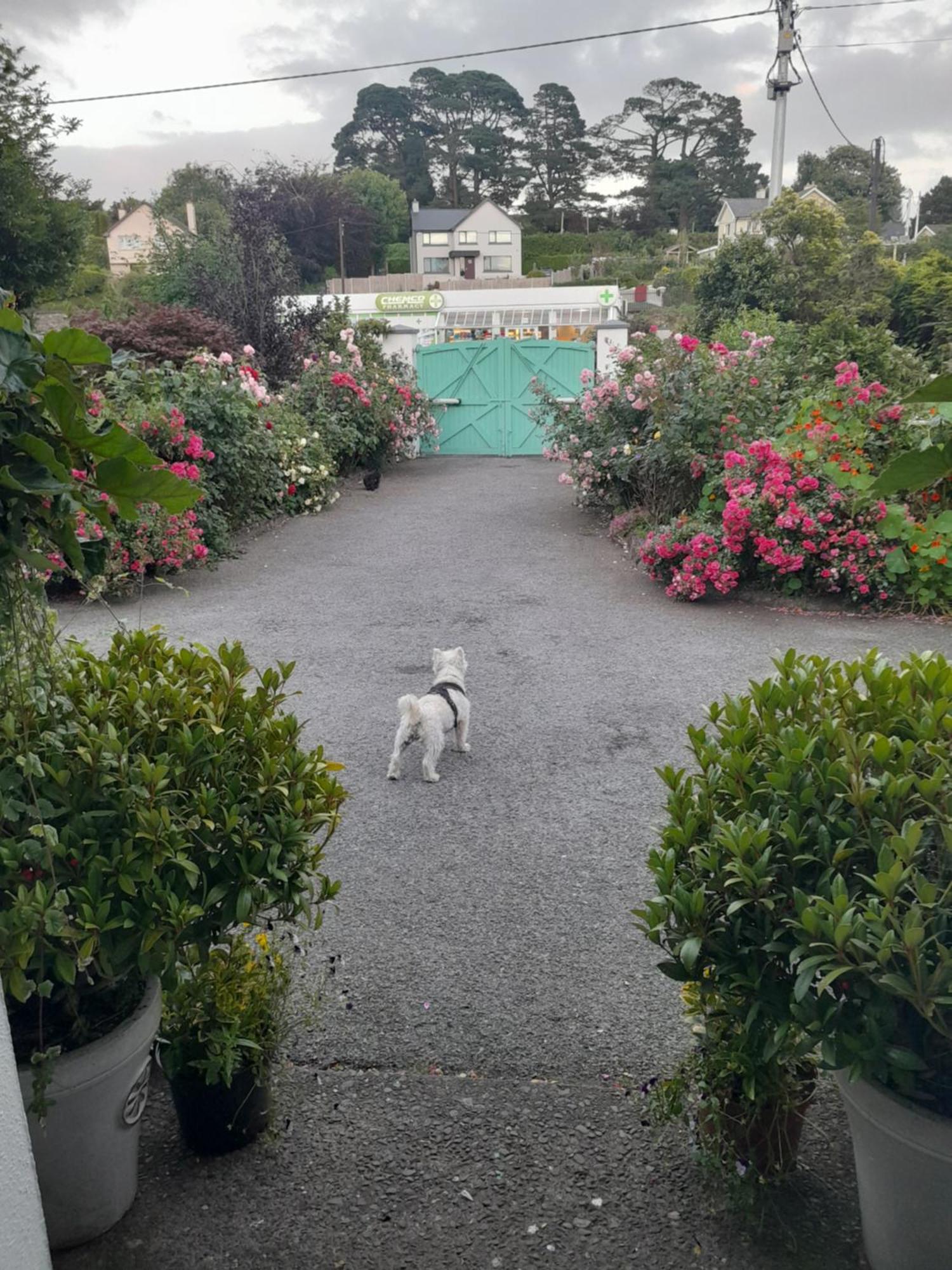 Saint Martin'S Bed And Breakfast Bandon Exteriör bild